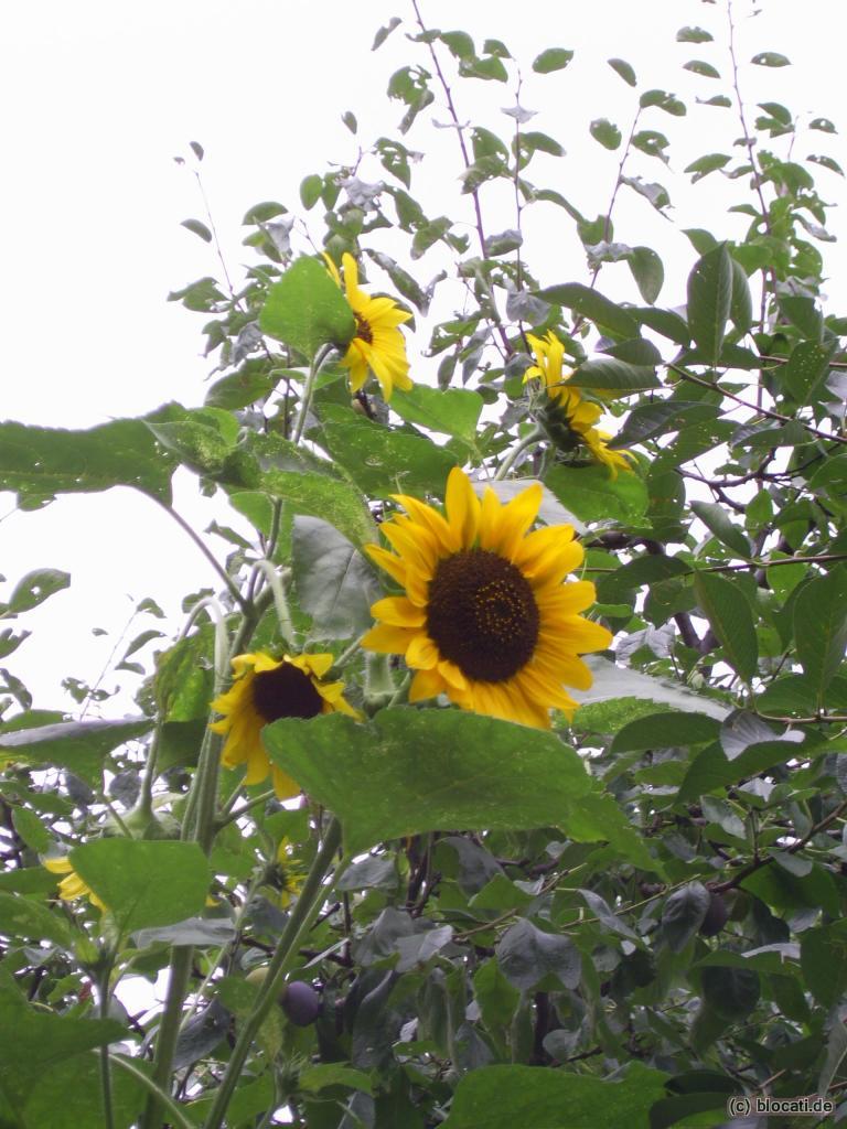 Sonnenblumen