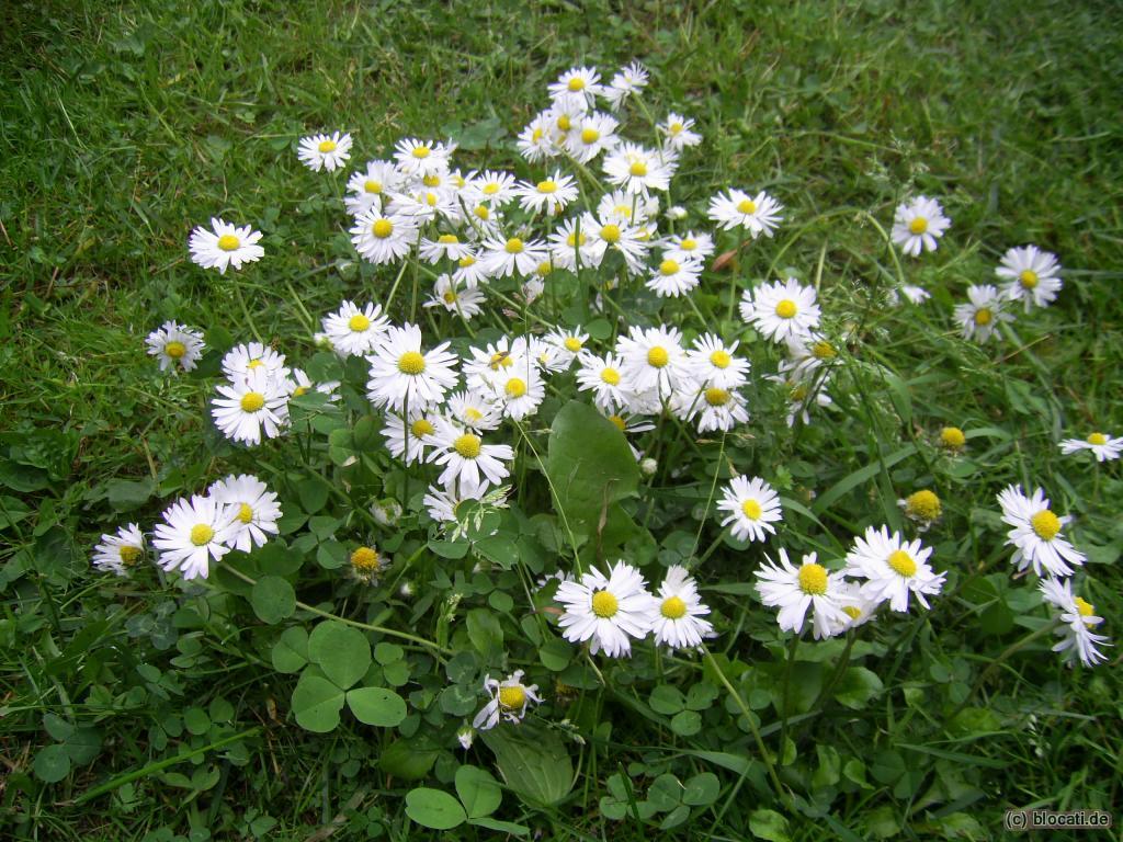 Gänseblümchen