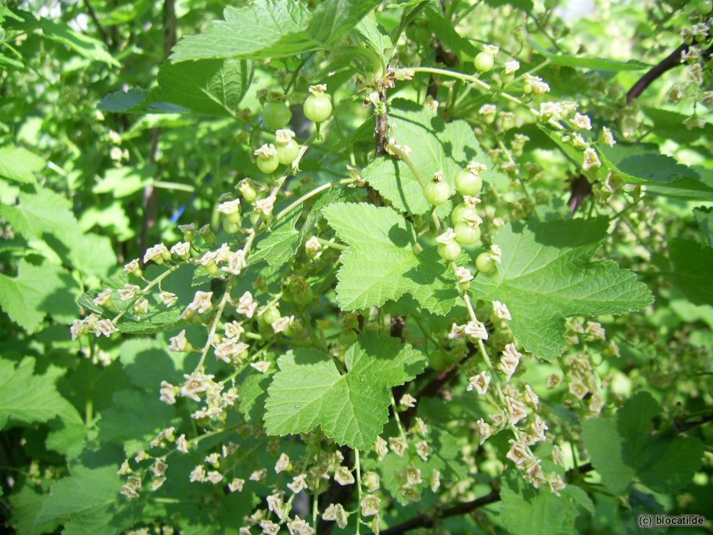 Rote Johannisbeere, noch grün