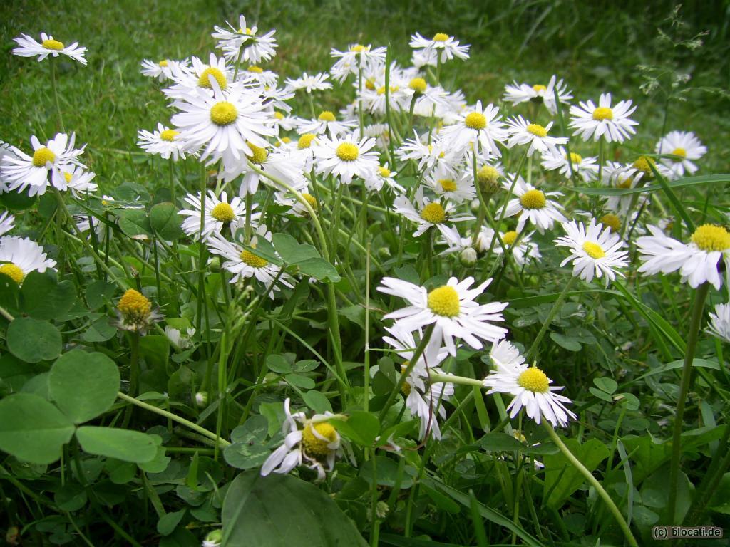 Gänseblümchen 2