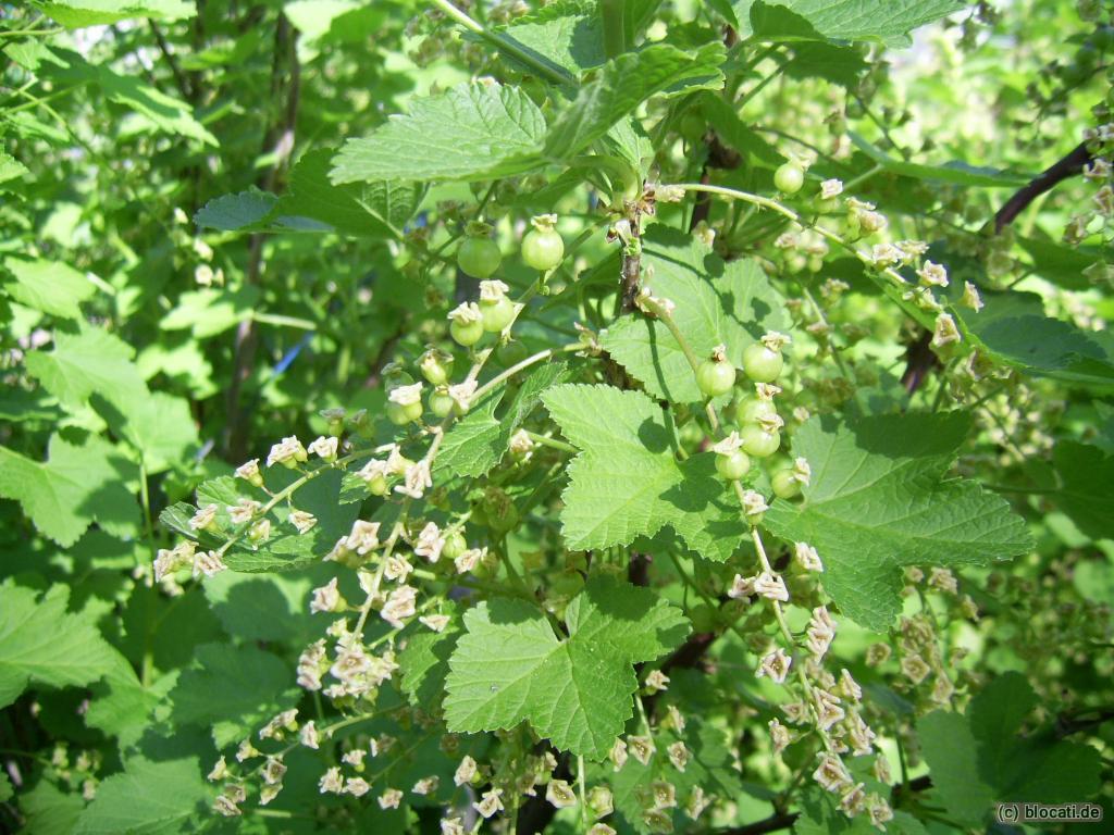 Rote Johannisbeere, noch grün 2