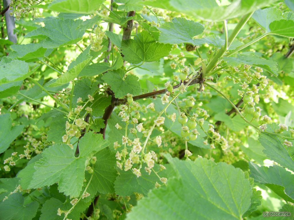 Rote Johannisbeere unreif