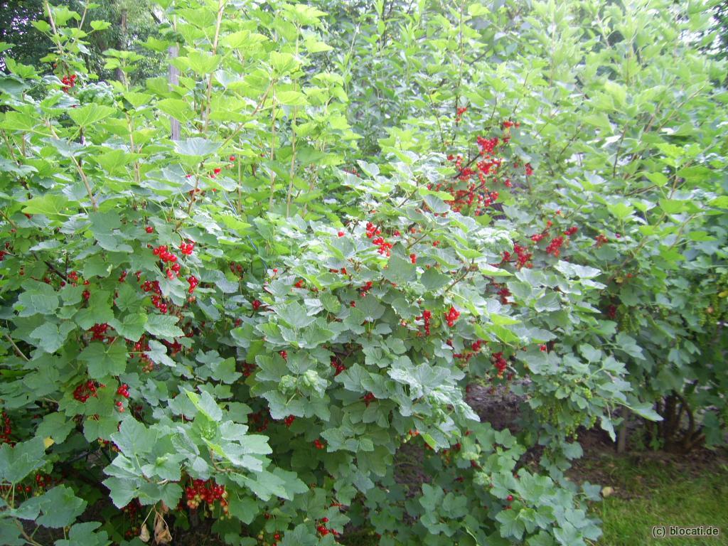 Johannisbeerstrauch, Rote Johannisbeere