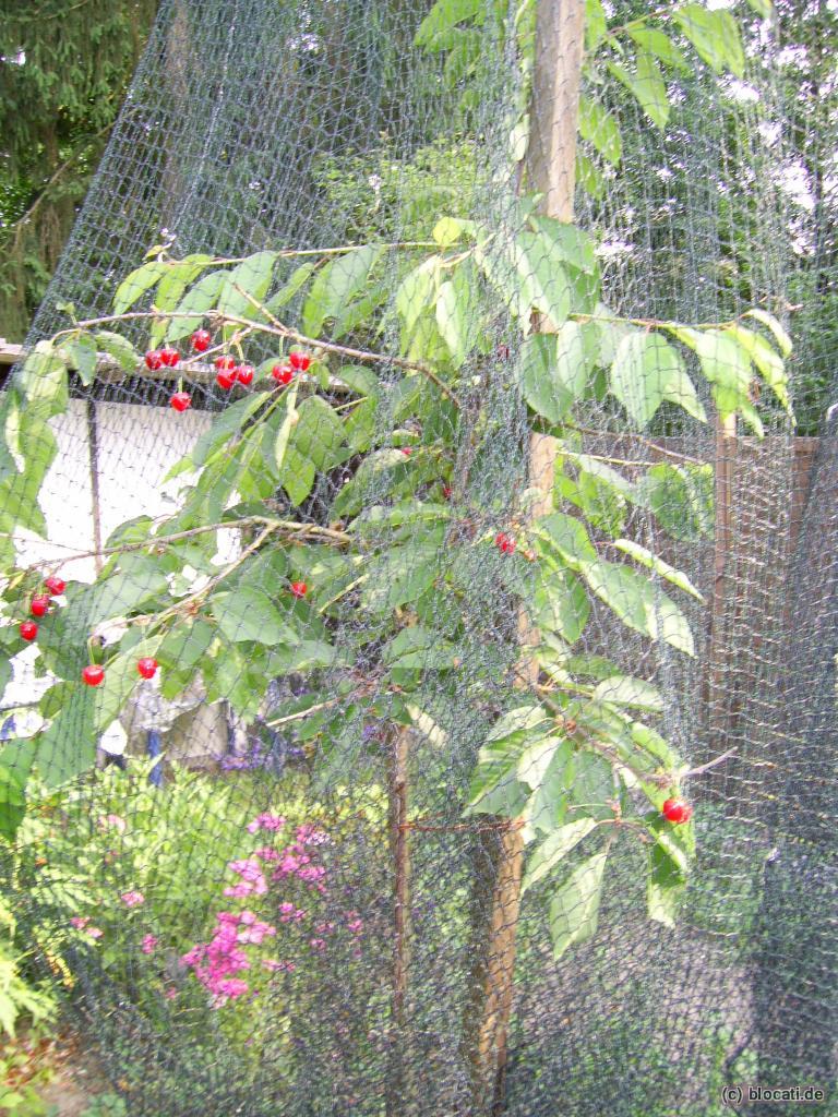 Süßkirschbaum