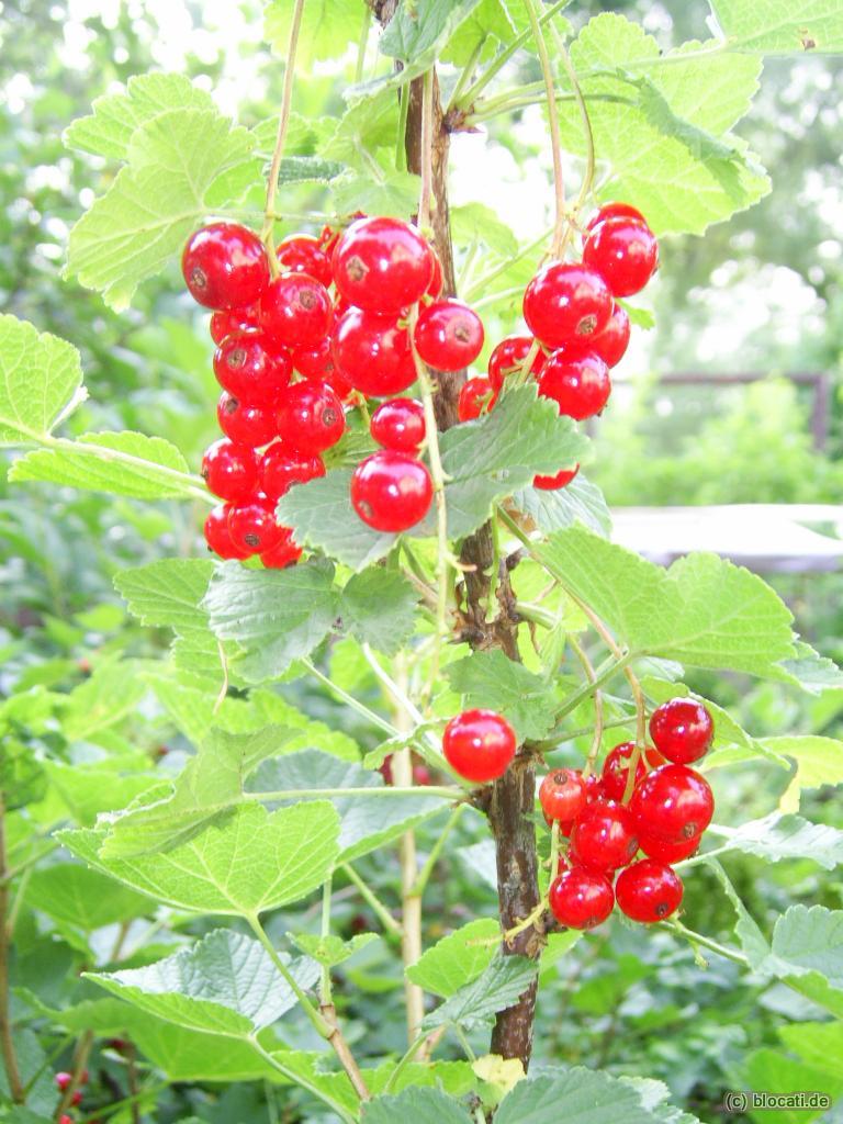 Rote Johannisbeere