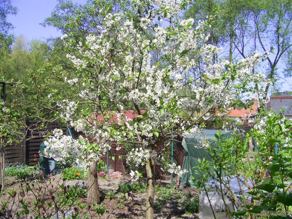 Blühender Sauerkirschbaum