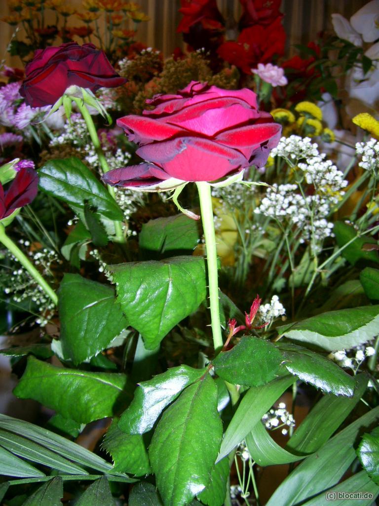 Rote Rose