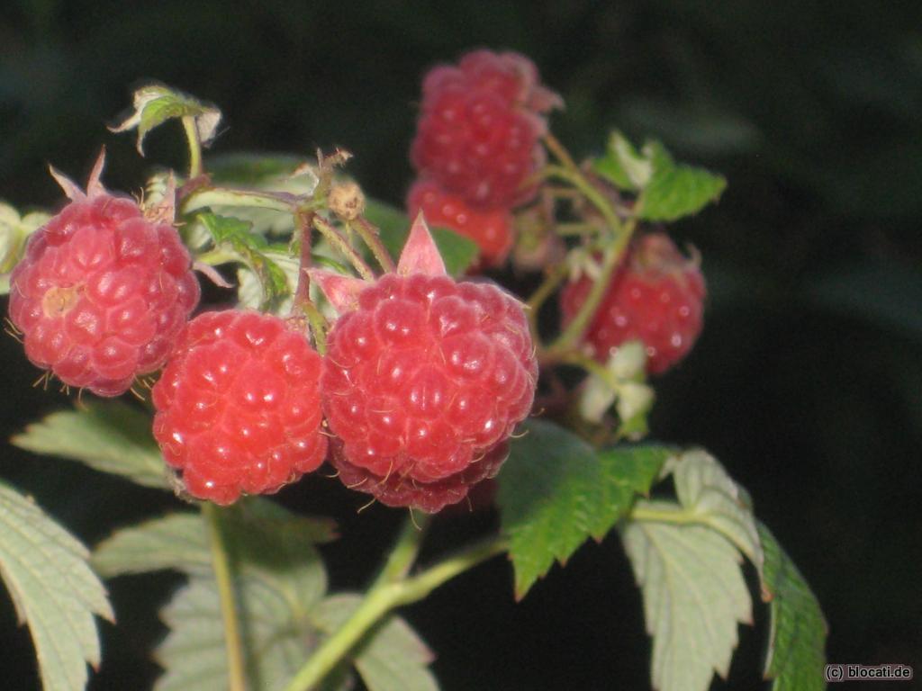 Reife Himbeeren