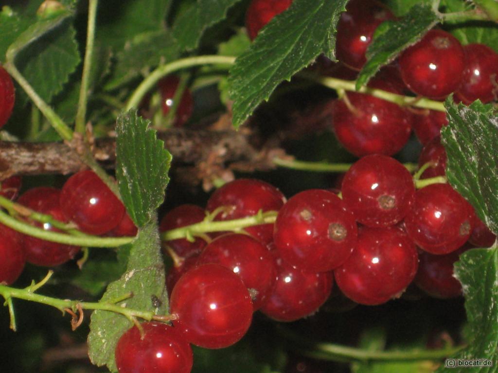 Reife rote Johannisbeeren