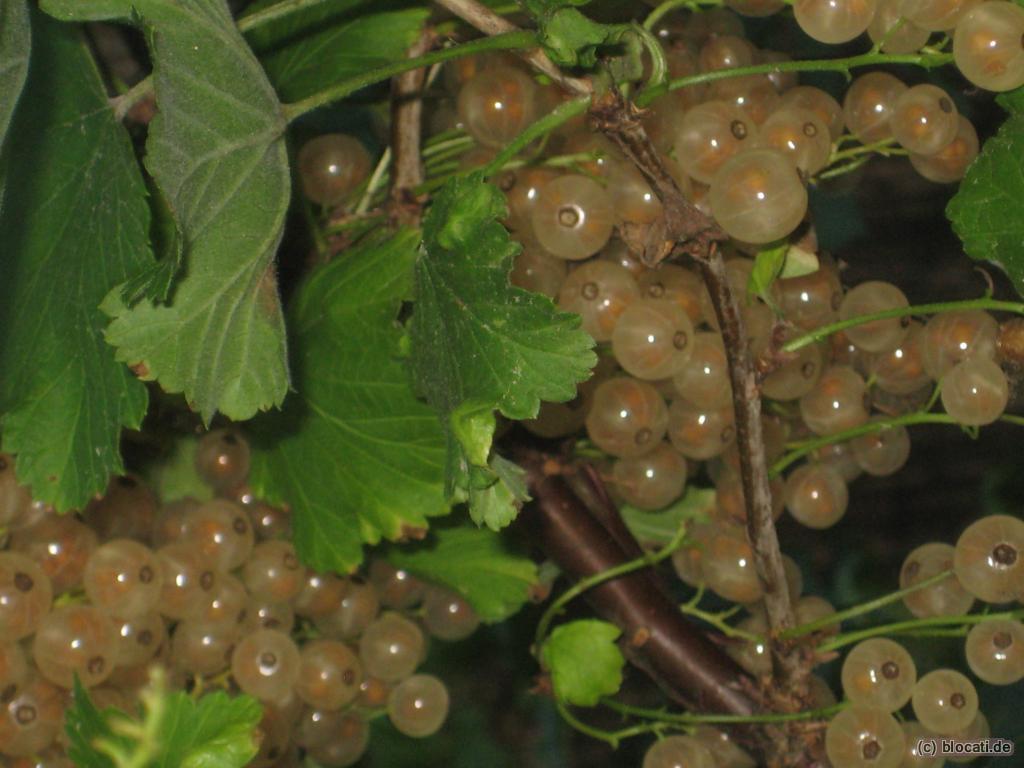 Reife weiße Johannisbeeren