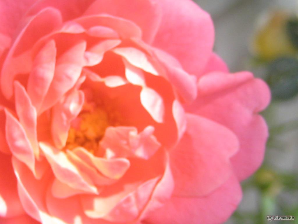 Rosenblüte
