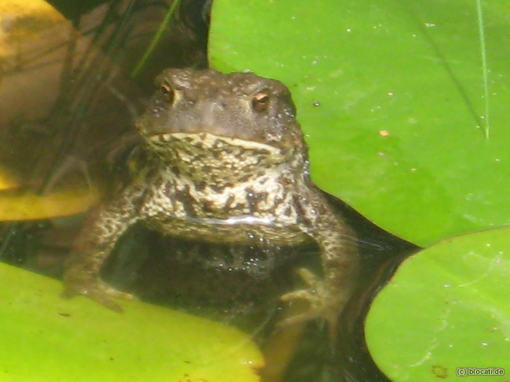 Frosch