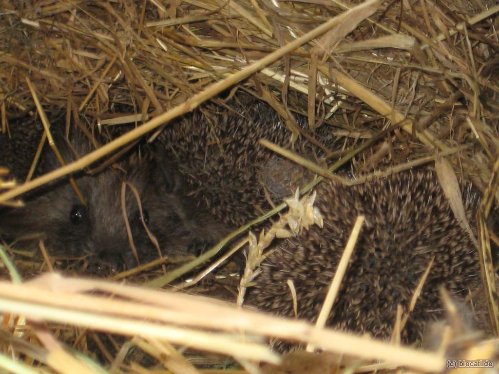 Igelversteck