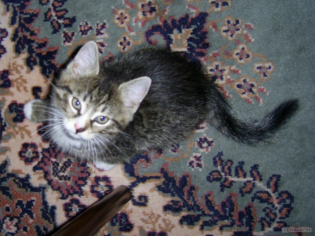 Kater Mischling Baby
