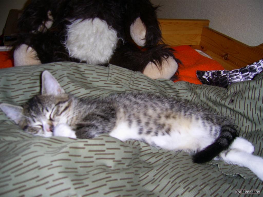 Kleiner getigerter Kater mit weißem Bauch