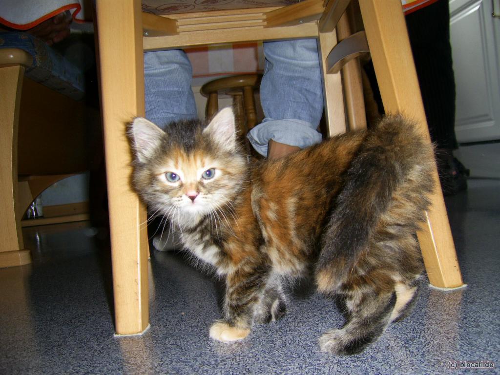 Norwegische Waldkatze Mischlings-Baby tricolor