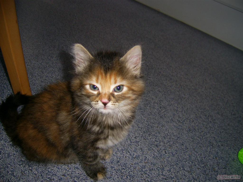 Norwegische Waldkatze Mischlings-Baby tricolor 2