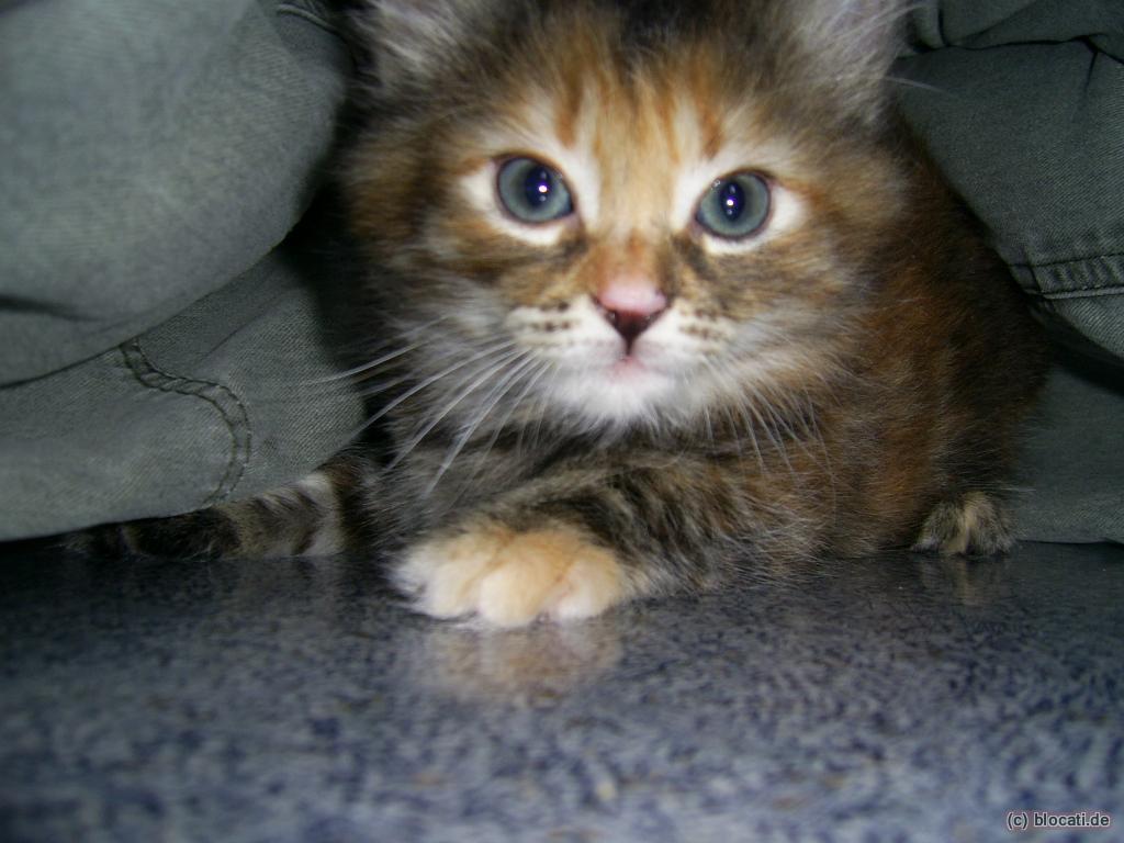 Norwegische Waldkatze Mischlings-Baby Tricolor