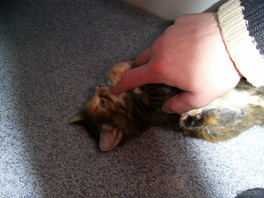 Tricolor Baby Norwegische Waldkatze