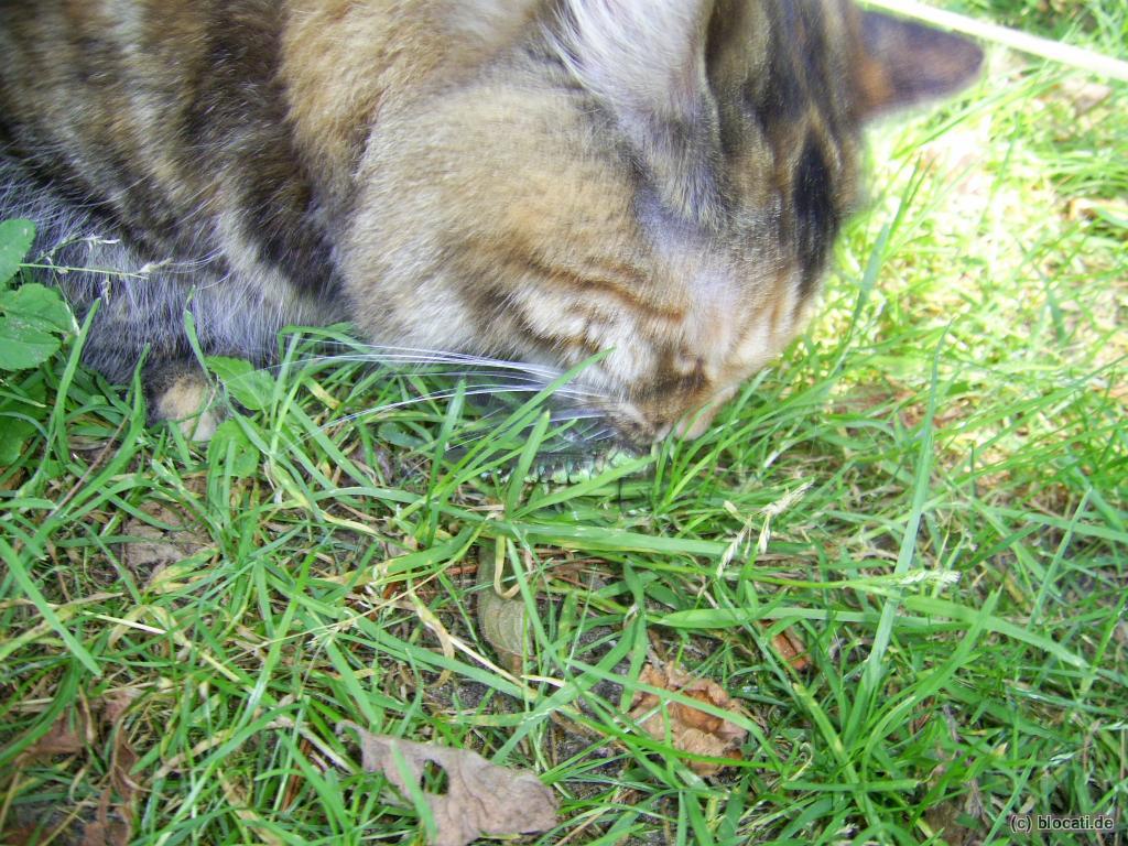 Katze frißt Libelle
