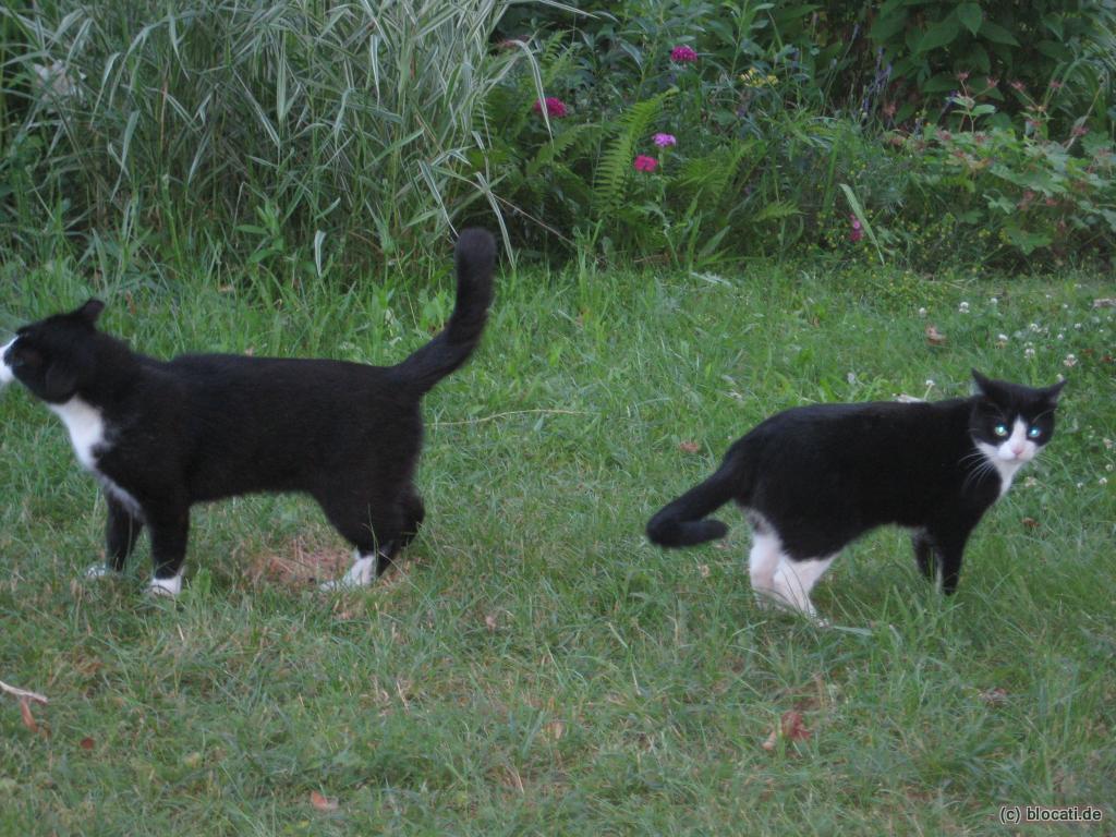 Kater und Katze - kennen wir uns