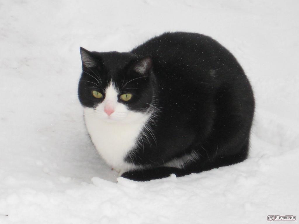 Katze im Schnee