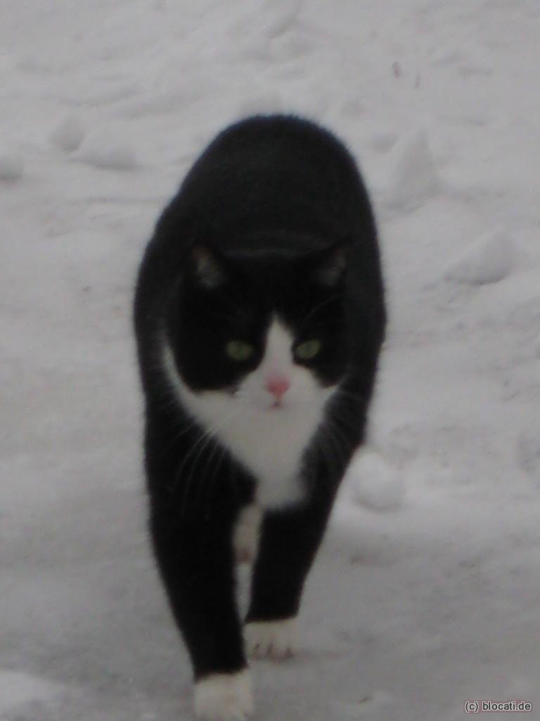 Katze im Schnee