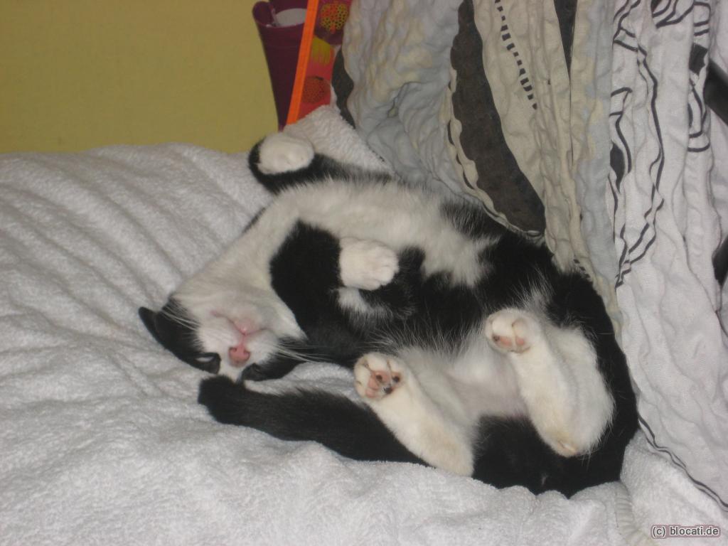 Katze Tinka schläft