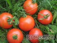 Eigene Tomatenernte