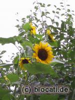 Sonnenblumen