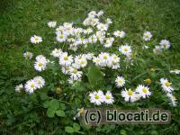 Gänseblümchen