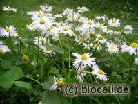 Gänseblümchen 2