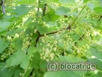 Rote Johannisbeere unreif