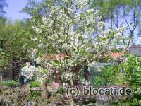 Blühender Sauerkirschbaum