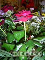 Rote Rose
