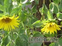 Sonnenblumen