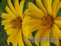 Gelbe Sommerblumen