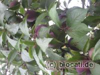 Reife Pflaumen