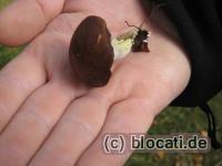 Pilz in der Hand