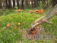 Viele kleine Pilze auf Baumstamm