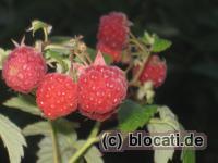 Reife Himbeeren