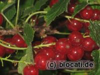 Reife rote Johannisbeeren