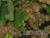 Reife weiße Johannisbeeren
