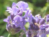 Lavendelblüte