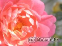 Rosenblüte