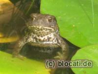 Frosch