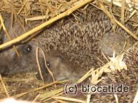 Igel