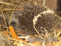 Igelfamilie