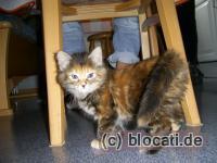 Katze
