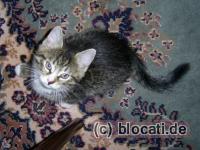 Kater Mischling Baby